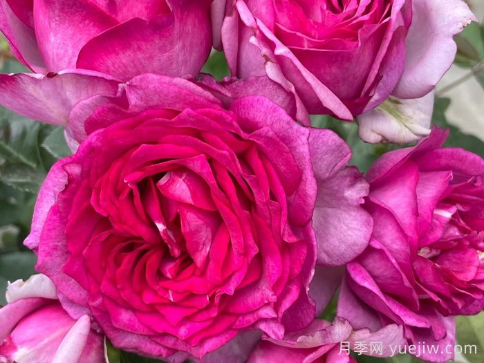 点红梅月季(图1)