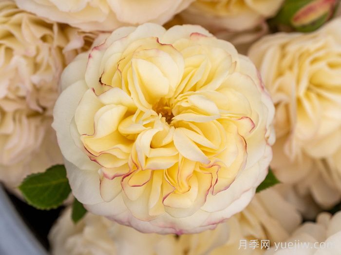 琼英月季(图1) 琼英月季(图1)