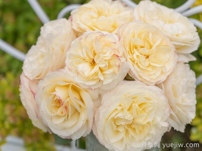 琼英月季(图2) 琼英月季(图2)