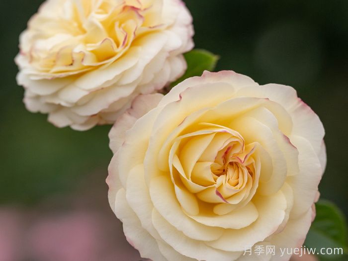 琼英月季(图3) 琼英月季(图3)