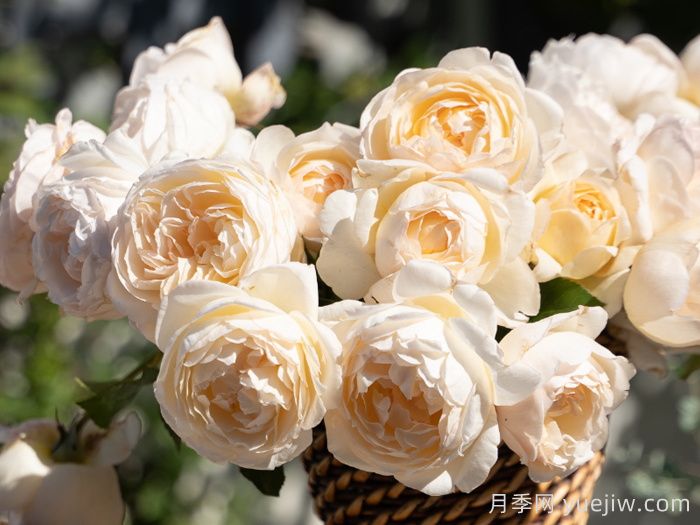 月笼沙月季(图1)