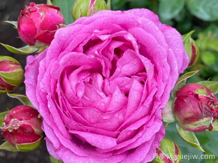 紫丁香黄玉月季/丁香黄水晶(图1)