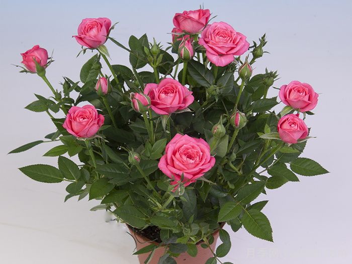 嬉皮士星星月季/嬉皮明星(图2)