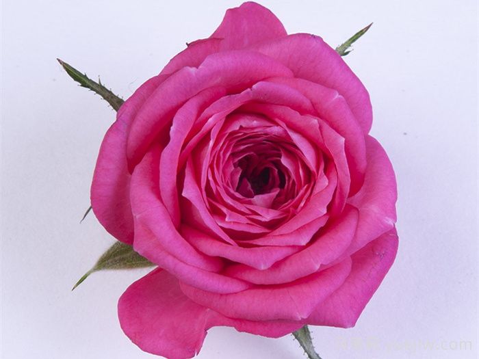 嬉皮士星星月季/嬉皮明星(图1)