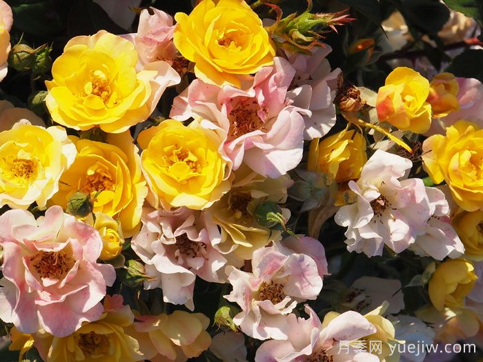 卡梅边缘月季/冠美边缘月季(图1)