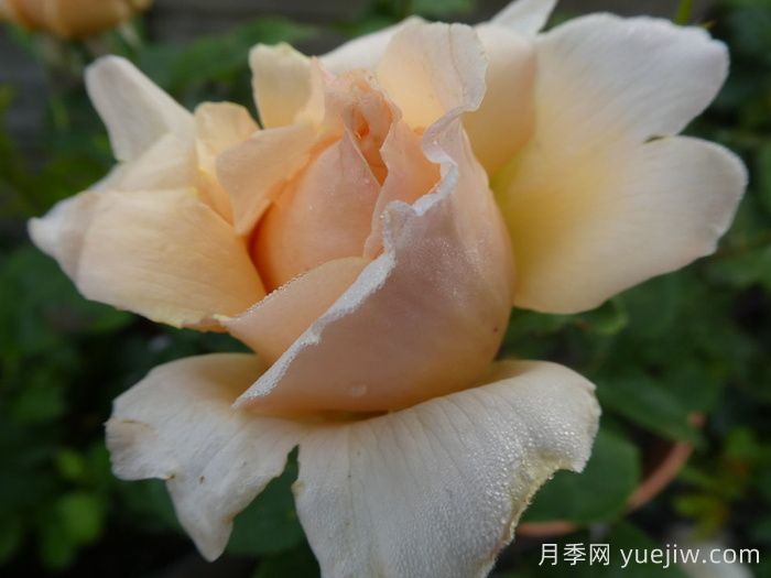 追忆帕特里克月季(图2)