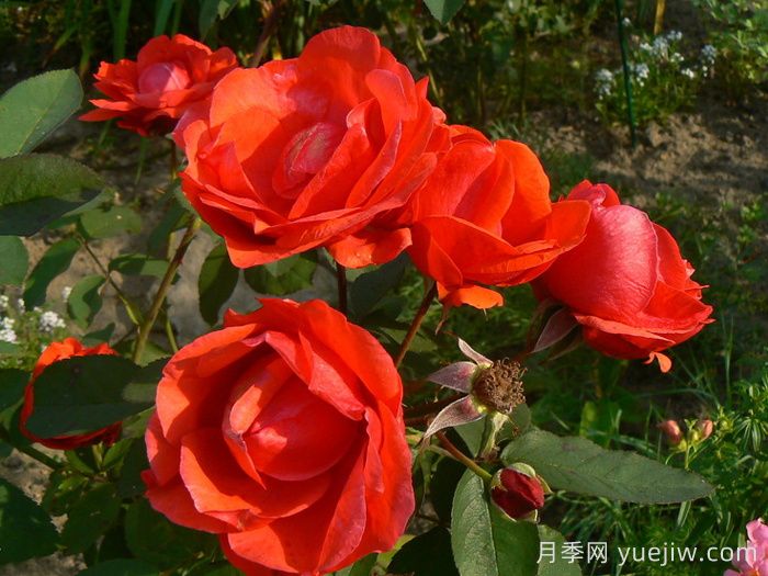 现代火焰月季/摩登火光(图1)