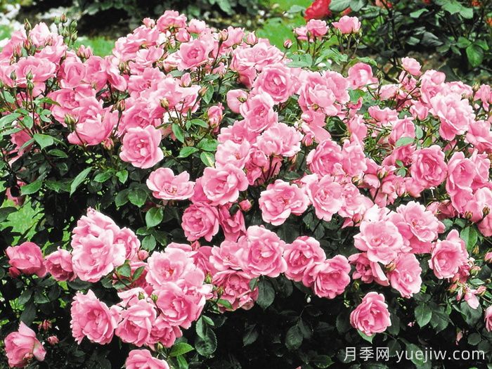 卢尔德百年庆典月季(图2) 卢尔德百年庆典月季(图2)