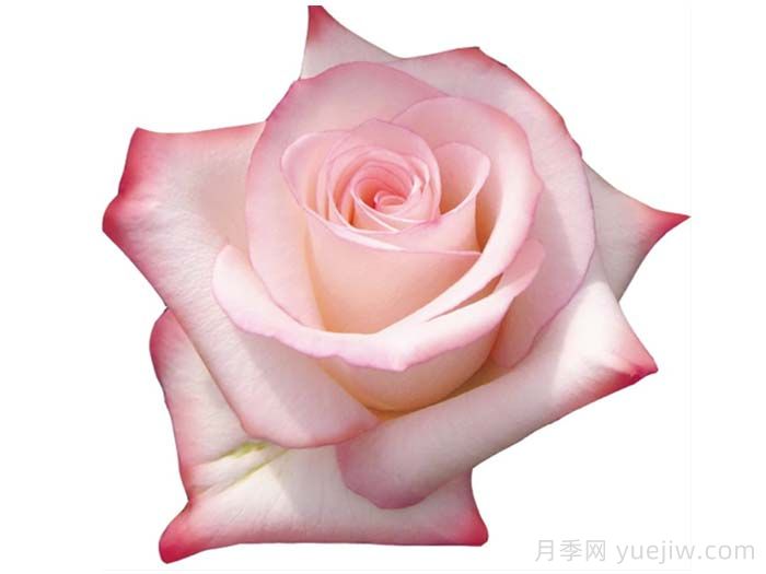 瓦妮娅月季(图1)