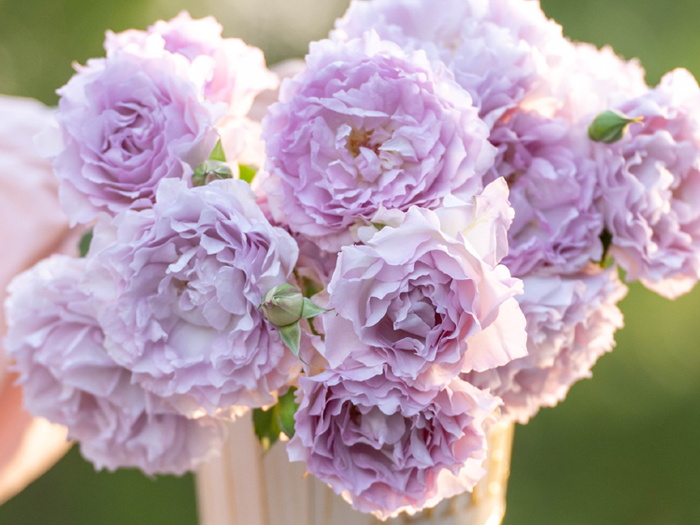 露凝香月季(图2)