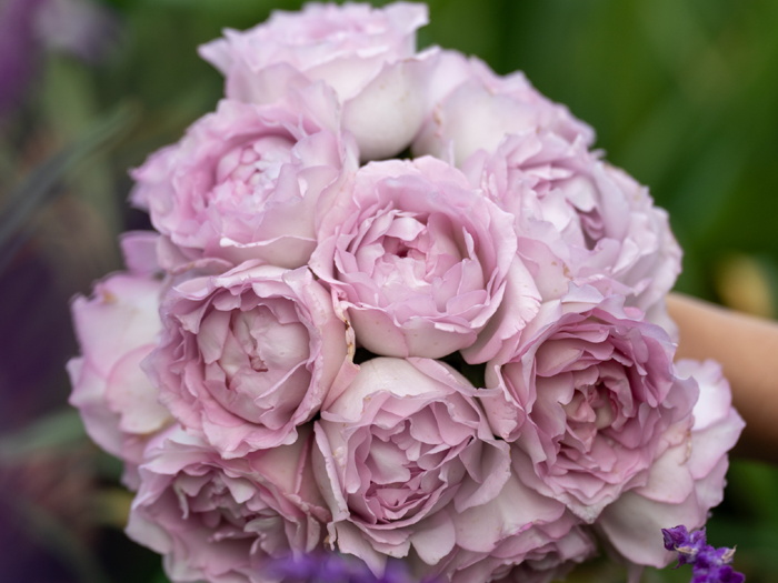 露凝香月季(图1)