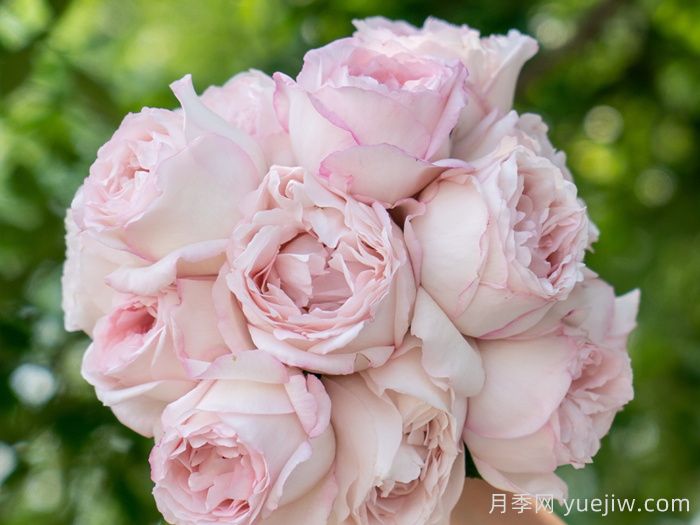 疏影月季(天狼)(图1)