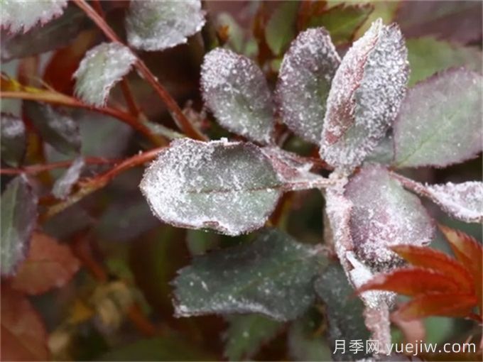 月季白粉病怎么防治?月季白粉病的原因和治疗(图2) 月季白粉病怎么防治?月季白粉病的原因和治疗(图2)