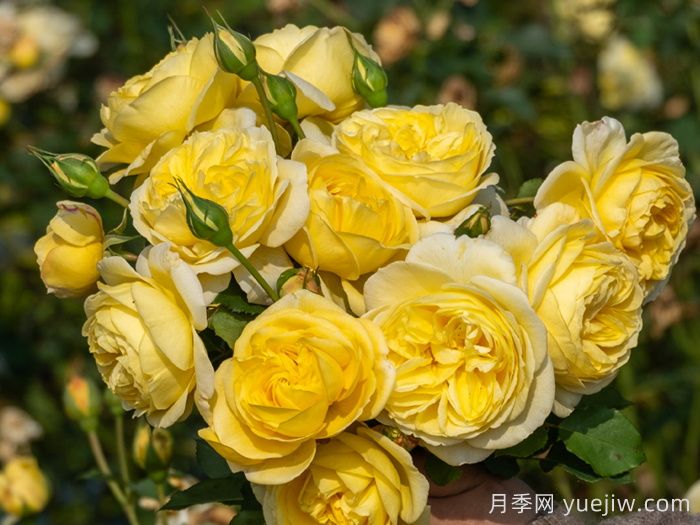 醉千山月季(图1)