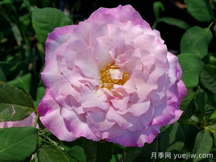 丁香美人月季/丁香佳人(图1)