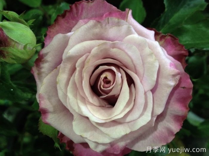 丁香美人月季/丁香佳人(图2)
