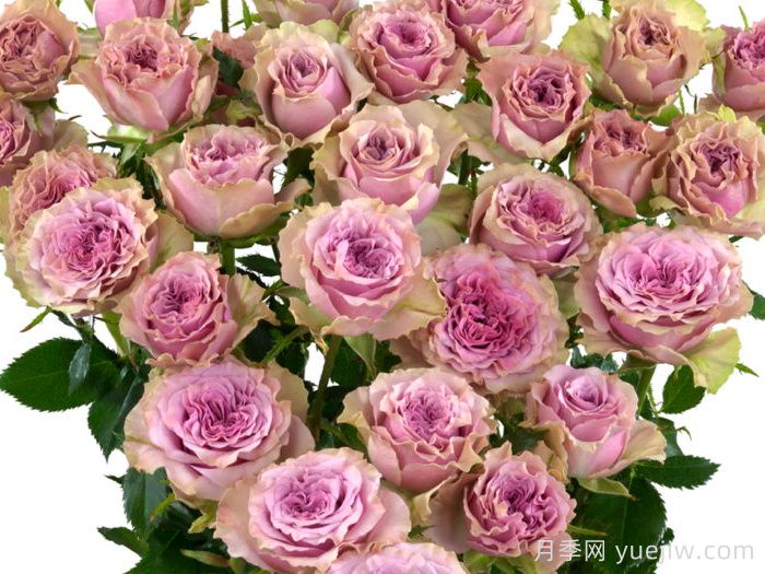 摩城月季/汽车城音乐月季(图1)