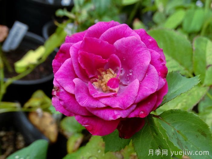 梅丽月季/梅丽莎(图1) 梅丽月季/梅丽莎(图1)