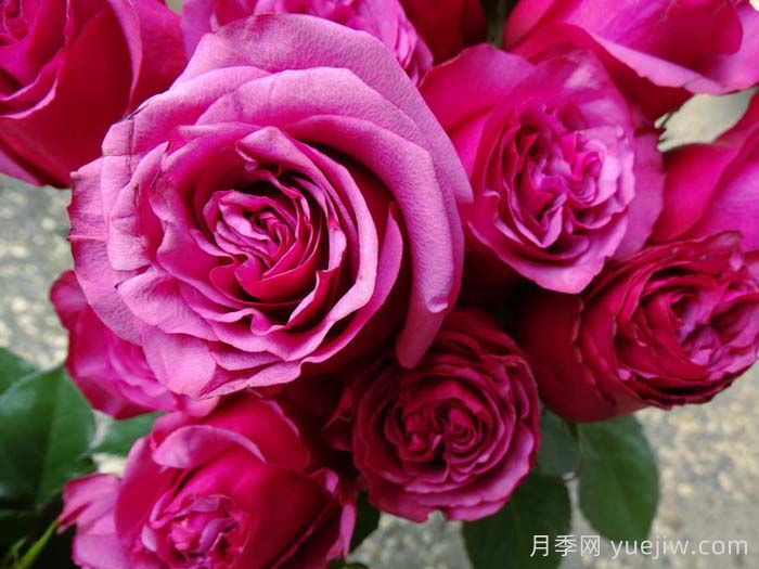 梅丽月季/梅丽莎(图2) 梅丽月季/梅丽莎(图2)