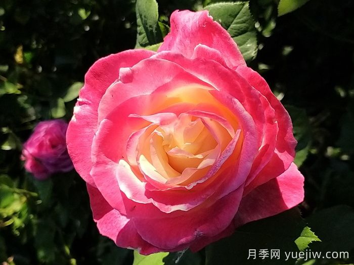 热带香水月季/热带香氛(图2)