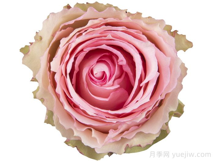 狂野埃斯佩兰斯月季(图1)