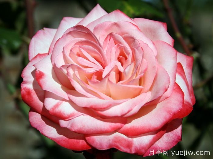 卡巴莱月季/歌舞表演月季(图1) 卡巴莱月季/歌舞表演月季(图1)