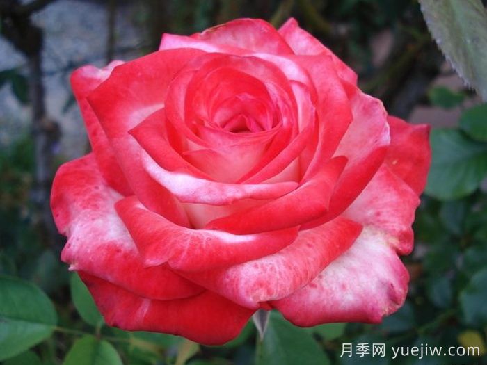 卡巴莱月季/歌舞表演月季(图2) 卡巴莱月季/歌舞表演月季(图2)
