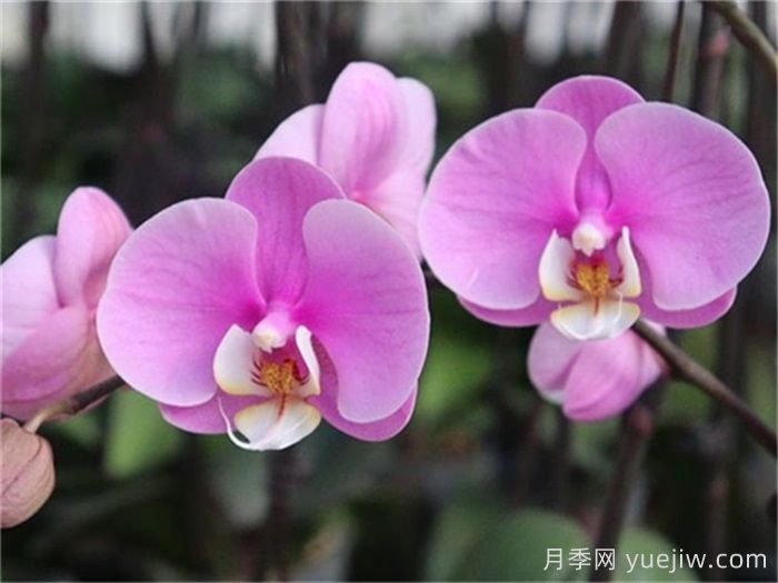 兰花浇水须注意(图1)
