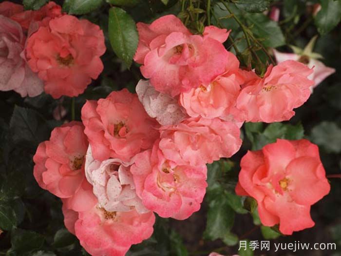 特蕾西月季(图1)