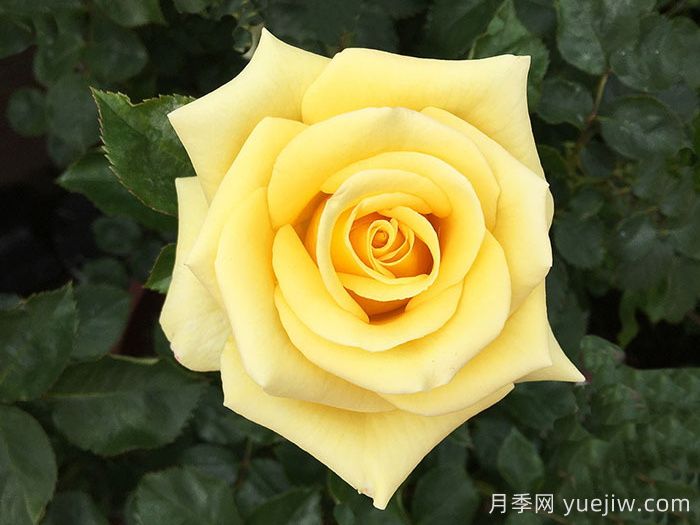 希望女王月季/皇后的希望(图1)