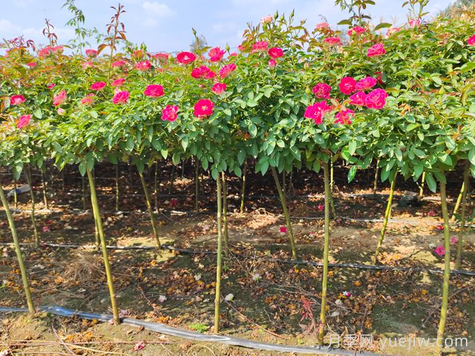 月季花的浇水和施肥办法(图1) 月季花的浇水和施肥办法(图1)