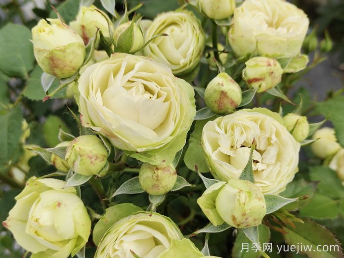 花友养奶油龙沙月季，花量多花色美(图1)