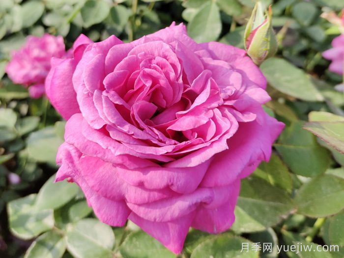 月季花的来历和优美诗词赏析(图1) 月季花的来历和优美诗词赏析(图1)
