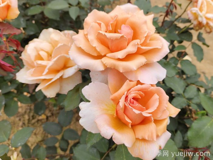 月季花的来历和优美诗词赏析(图2) 月季花的来历和优美诗词赏析(图2)