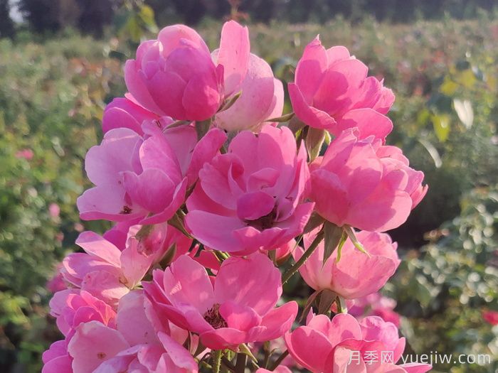 养好月季花需要注意的三个要点(图1) 养好月季花需要注意的三个要点(图1)