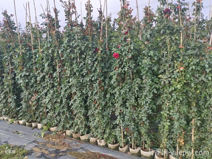 秋季藤本月季掌握好修剪和施肥,打造浪漫花墙(图1) 秋季藤本月季掌握好修剪和施肥,打造浪漫花墙(图1)