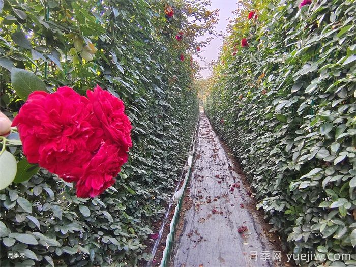 秋季藤本月季掌握好修剪和施肥,打造浪漫花墙(图2) 秋季藤本月季掌握好修剪和施肥,打造浪漫花墙(图2)