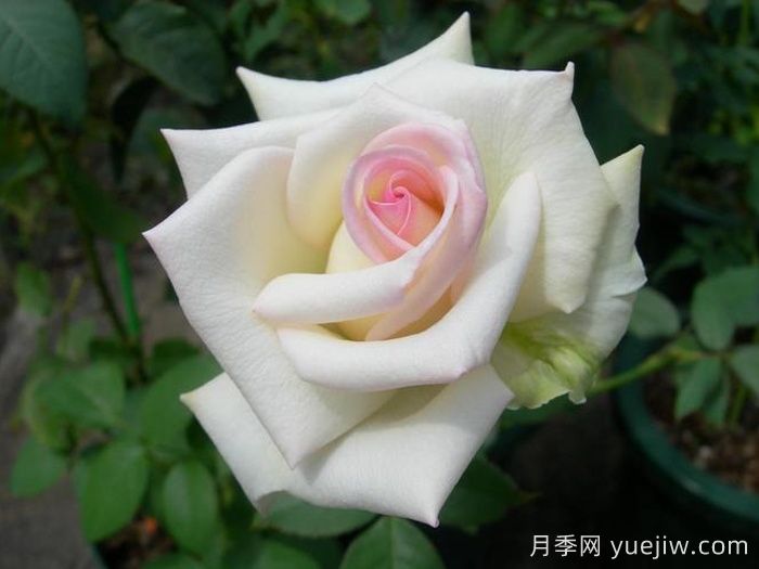 初恋月季(图1) 初恋月季(京成)(图1)