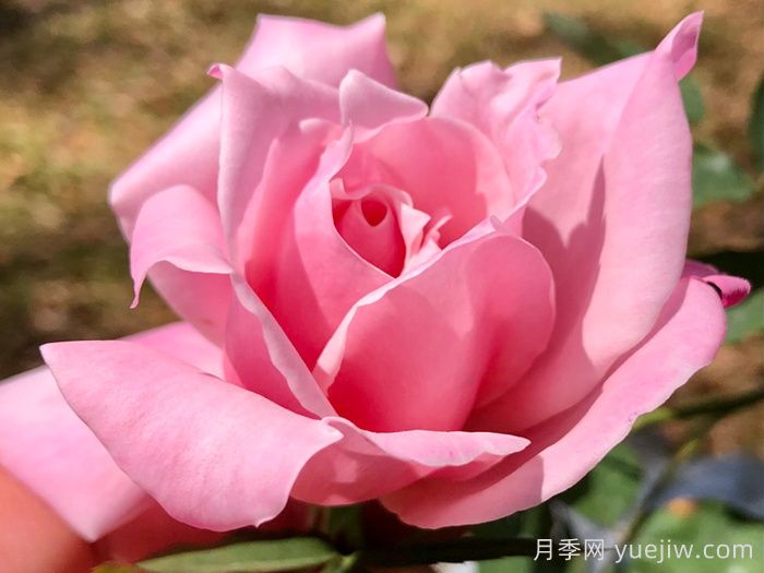 初恋月季(美)(图1)