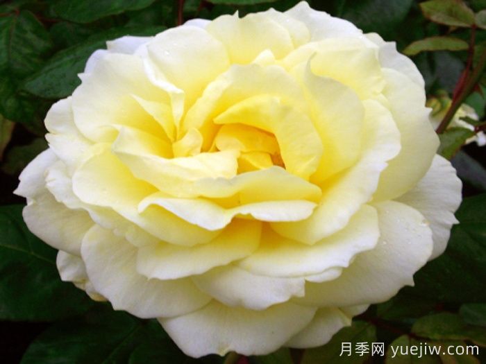 亨利塞西尔爵士月季/亨利施素尔(图1)