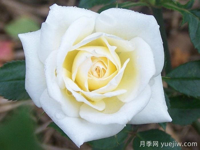 闪亮新娘月季/华丽新娘(图1)