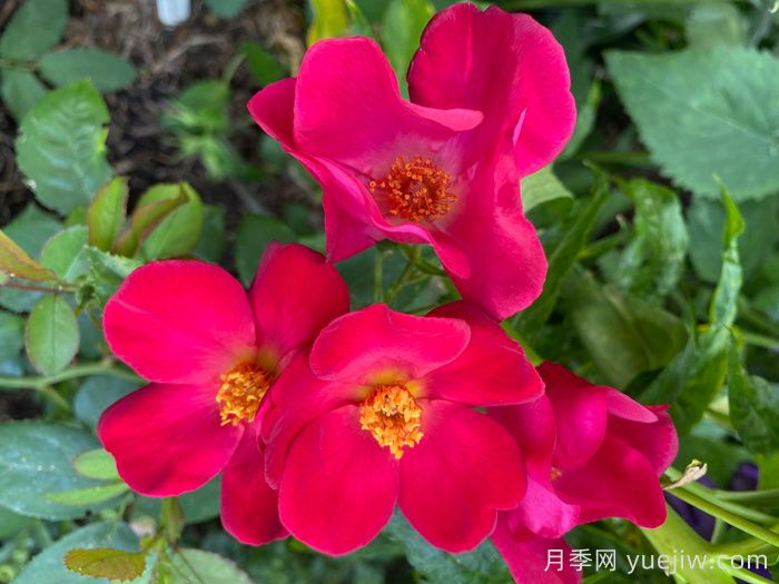 塔尔博特之家月季/塔伯特之家(图1)