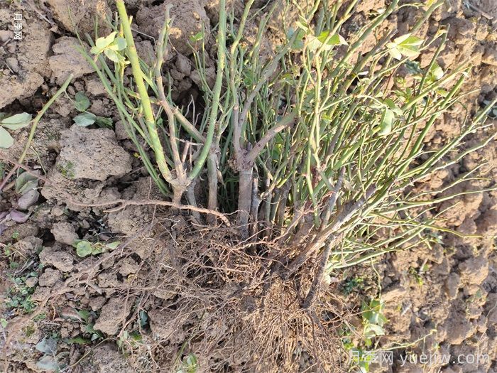 经过远距离运输的月季裸根苗,定植上盆办法详解(图1) 经过远距离运输的月季裸根苗,定植上盆办法详解(图1)