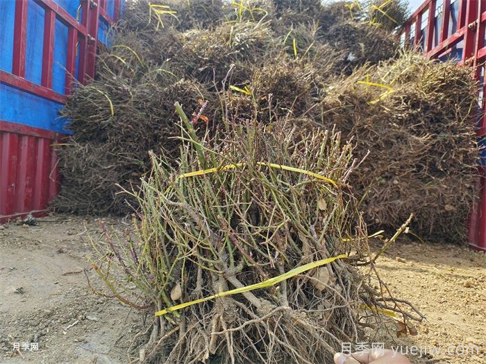 经过远距离运输的月季裸根苗,定植上盆办法详解(图3) 经过远距离运输的月季裸根苗,定植上盆办法详解(图3)