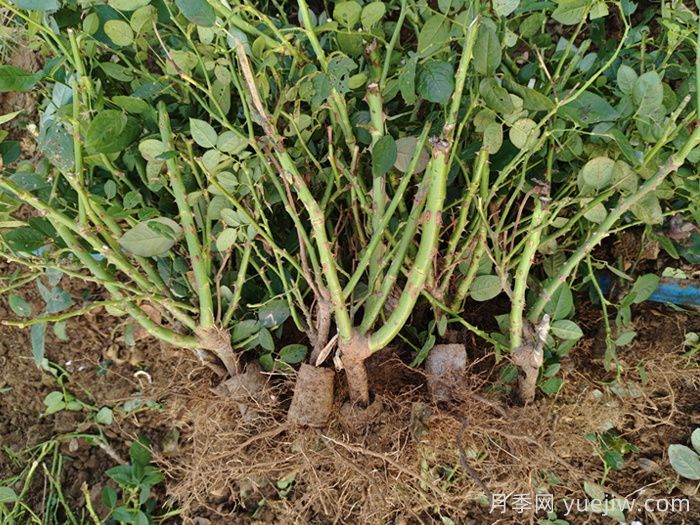 经过远距离运输的月季裸根苗,定植上盆办法详解(图2) 经过远距离运输的月季裸根苗,定植上盆办法详解(图2)