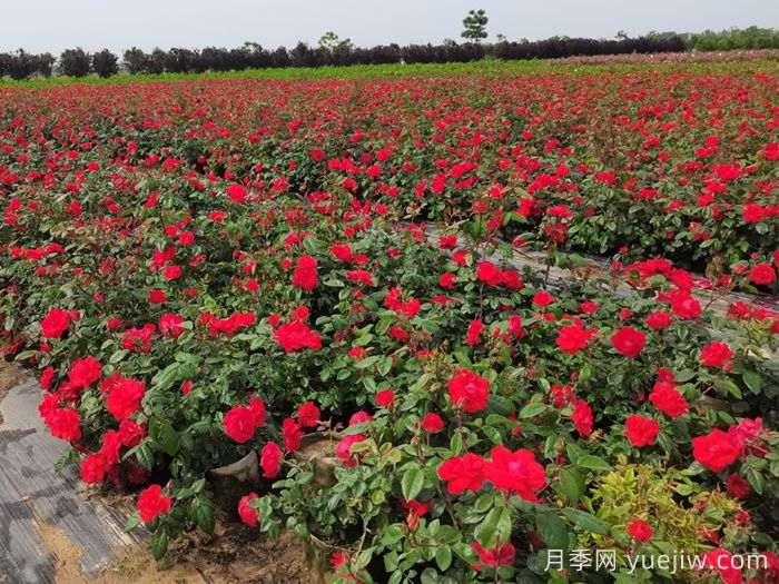 月季打药也要分时间?这两个时段打药蕞好(图1) 月季打药也要分时间?这两个时段打药最好(图1)