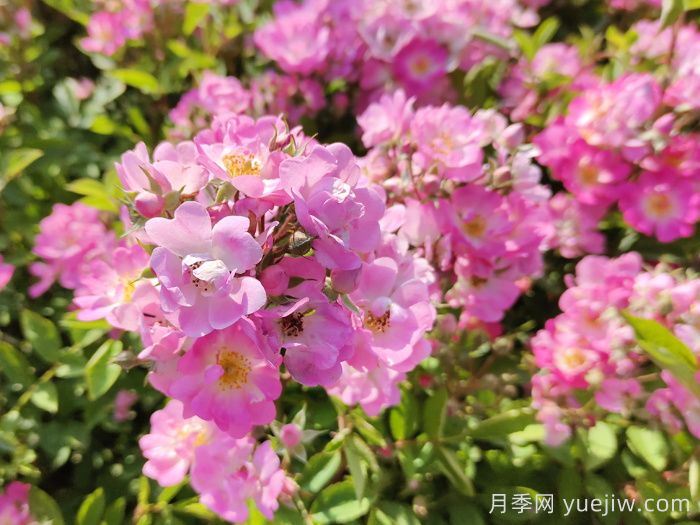 月季种植浇水技术有何奥秘(图1) 月季种植浇水技术有何奥秘(图1)