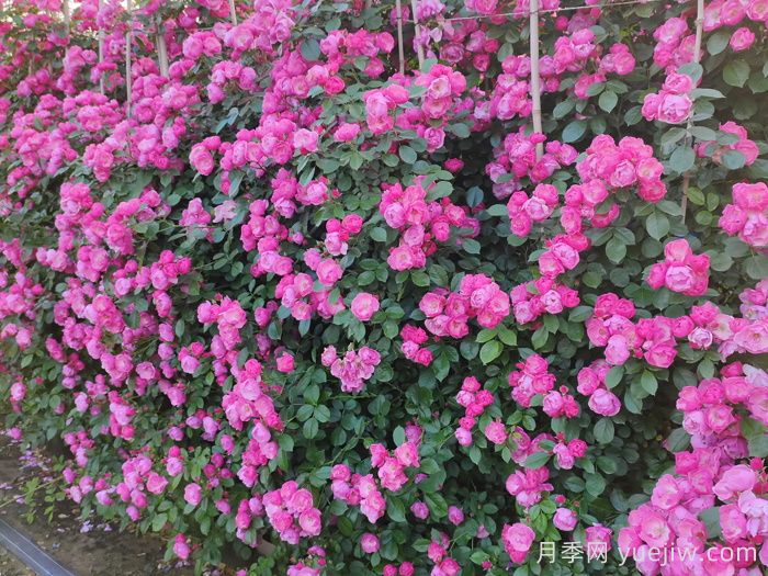 月季种类,藤本月季和灌木月季如何来区别?(图1) 月季种类,藤本月季和灌木月季如何来区别?(图1)