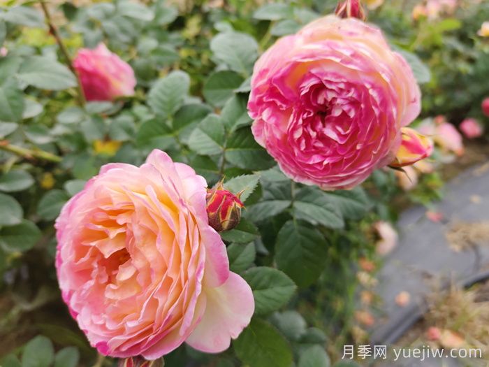 月季种类,藤本月季和灌木月季如何来区别?(图2) 月季种类,藤本月季和灌木月季如何来区别?(图2)