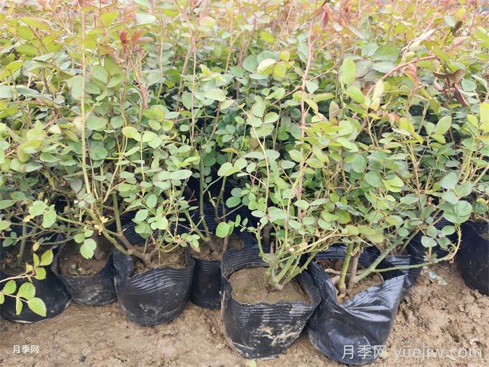 入秋了可以移栽月季吗?移栽前先弄清楚(图1) 入秋了可以移栽月季吗?移栽前先弄清楚(图1)